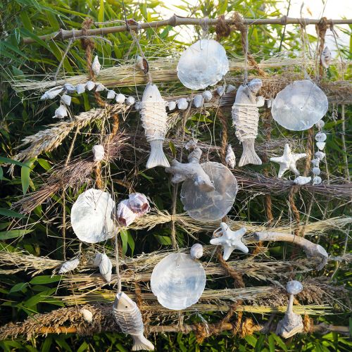 Floristik24 Capiz shells mother-of-pearl discs maritime decoration Ø7cm 600g