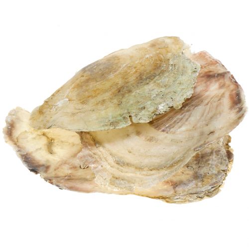 Floristik24 Capiz shells natural 10cm – 14cm 1kg