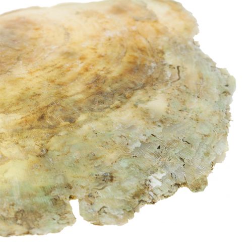 Floristik24 Capiz shells natural 10cm – 14cm 1kg