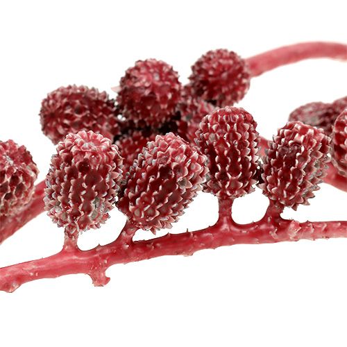 Floristik24 Casurina cones red, waxed 110g