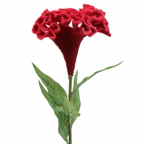 Floristik24 Celosia cristata cockscomb red 72cm