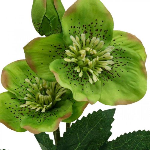Floristik24 Christmas Rose Lenten Rose Hellebore Artificial Flowers Green L34cm 4 Pcs