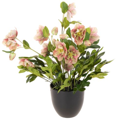 Artificial Helleborus potted plant, Christmas rose, for home decoration, 50cm buy online | Floristik24.ie