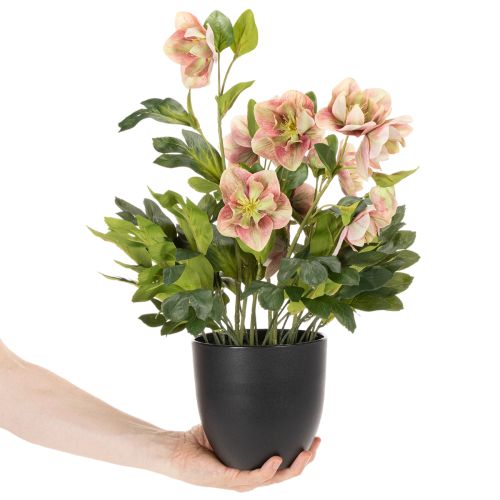 Artificial Helleborus potted plant, Christmas rose, for home decoration, 50cm | Floristik24.ie