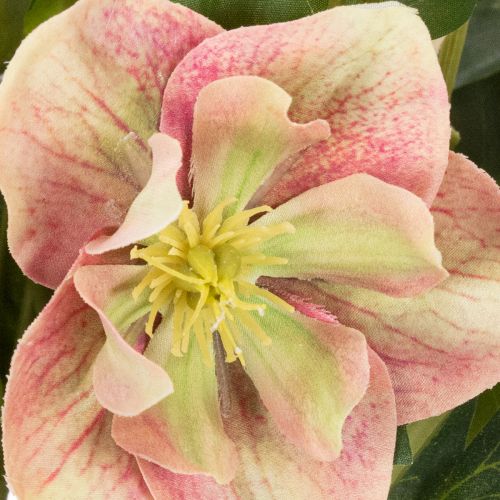 Artificial Helleborus potted plant, Christmas rose, for home decoration, 50cm | Floristik24.ie