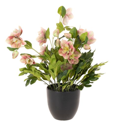 Artificial Helleborus potted plant, Christmas rose, for home decoration, 50cm | Floristik24.ie