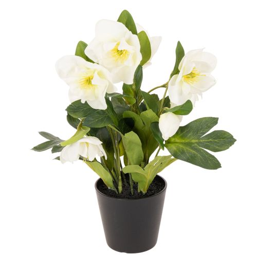 Artificial Christmas rose, potted plant, table decoration, 34cm