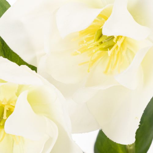 Artificial Christmas rose, potted plant, table decoration, 34cm | Floristik24.ie