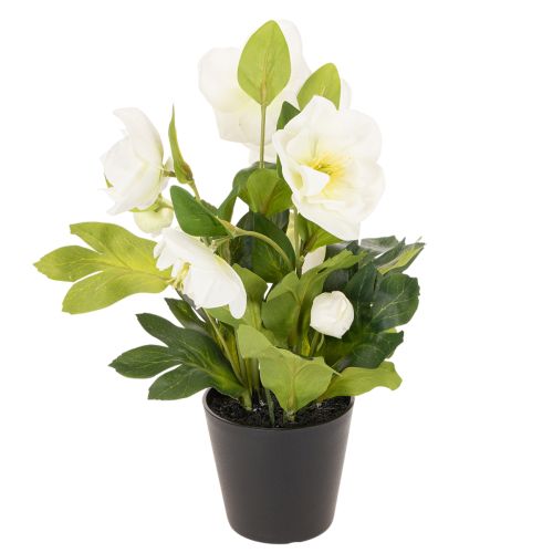 Artificial Christmas rose, potted plant, table decoration, 34cm | Floristik24.ie