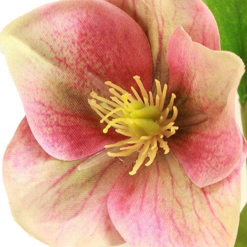 Floristik24 Elegant bouquet of pink Christmas roses – 35 cm 6 pcs.