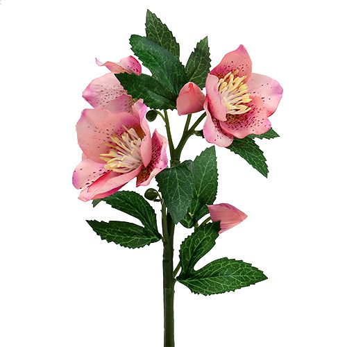 Floristik24 Christmas rose pink L22cm 1p