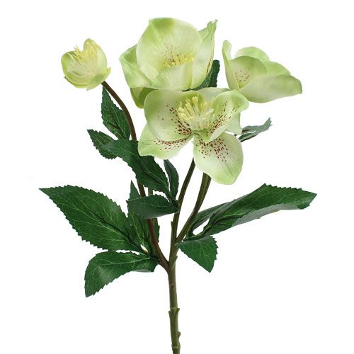 Floristik24 Christmas rose bush cream, green 28cm