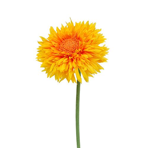 Floristik24 Chrysanthemum Teddy 63cm golden yellow