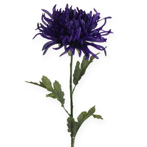 Floristik24 Chrysanthemum purple 74cm