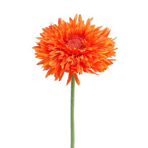 Floristik24 Chrysanthemum Teddy 63cm Orange