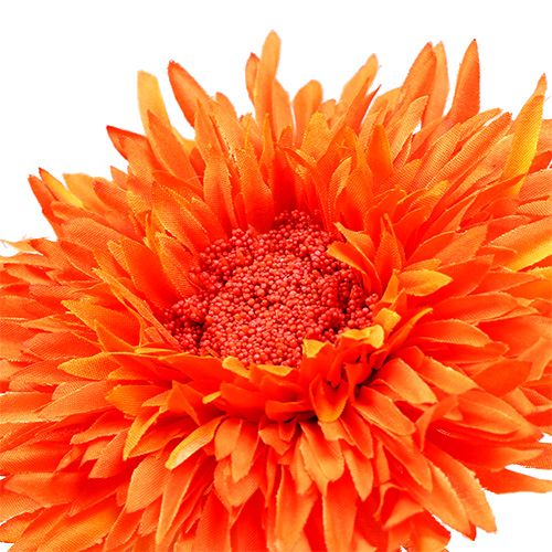 Floristik24 Chrysanthemum Teddy 63cm Orange