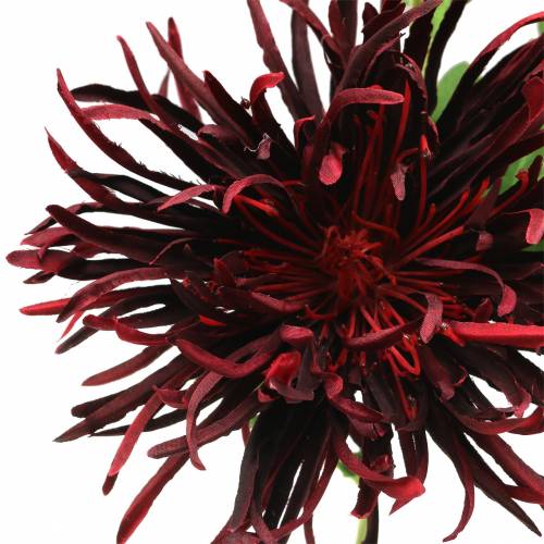 Floristik24 Chrysanthemum Dark Red 73cm