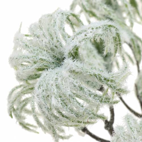 Floristik24 Clematis Green snowed 43cm 3 pcs
