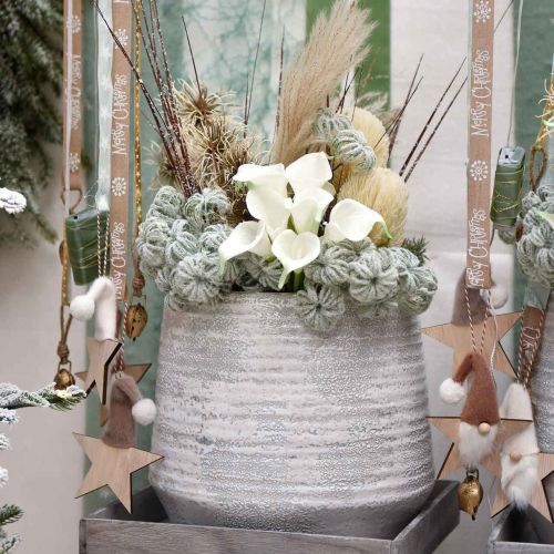 Floristik24 Clematis Green snowed 43cm 3 pcs