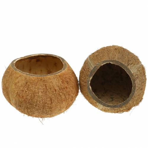 Floristik24 Coconut shell natural set of 5