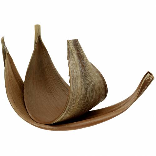 Floristik24 Coconut palm leaf Galara curved