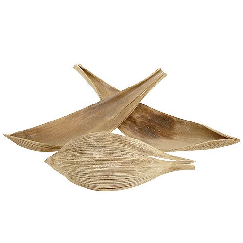 Coconut shells bleached coconut leaves 25 pcs