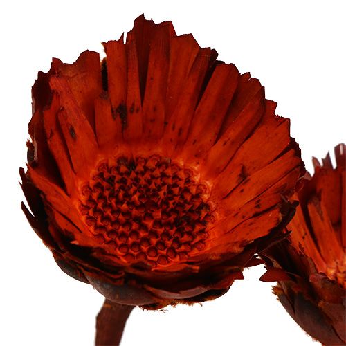 Product Compacta Rosette orange 40 pcs