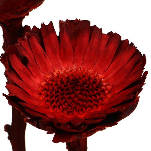 Product Compacta Rosette red 40 pcs