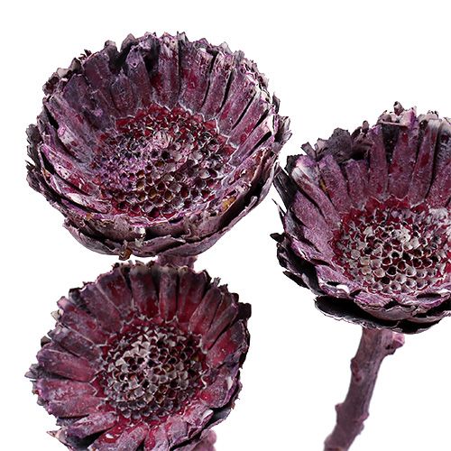 Product Compacta Rosette Frosted Blackberry 20 pcs