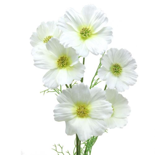 Floristik24 Cosmea white 77cm 3pcs