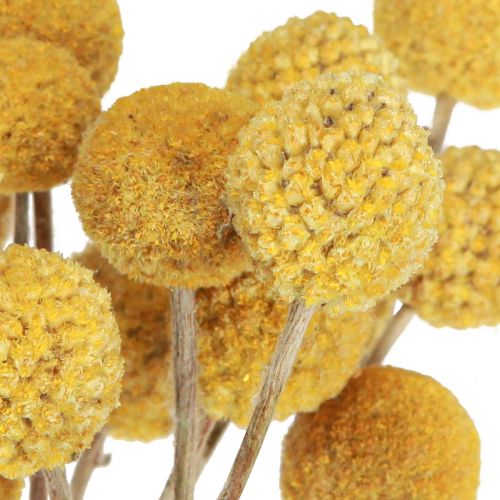 Floristik24 Craspedia drumsticks dry decoration natural 45cm 25 pcs