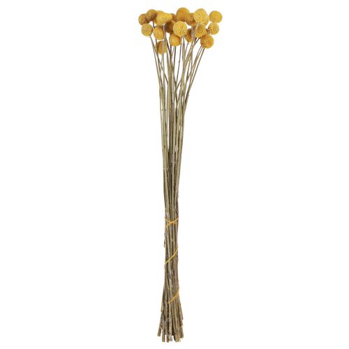 Floristik24 Craspedia drumsticks dry decoration natural 45cm 25 pcs
