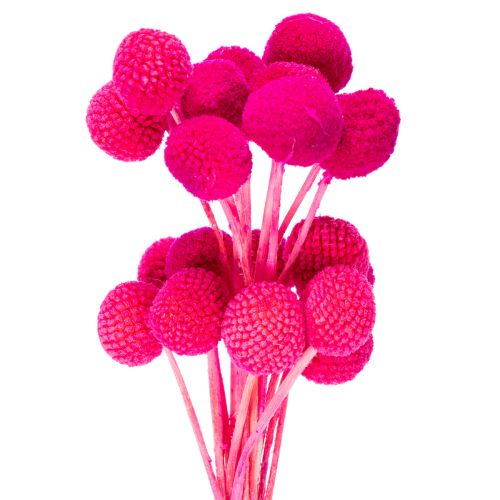 Craspedia dried flower bunch for floristry, 55cm, 20 pieces