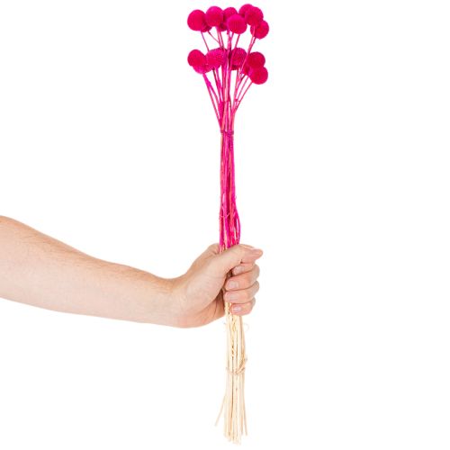 Craspedia dried flower bunch for floristry, 55cm, 20 pieces | Floristik24.ie