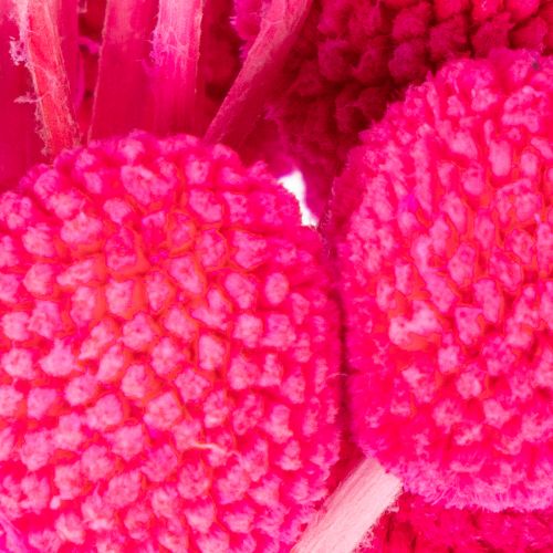 Craspedia dried flower bunch for floristry, 55cm, 20 pieces | Floristik24.ie