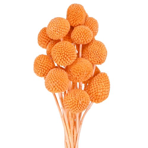 Craspedia bleached dried flowers orange decoration 50-55cm 20pcs