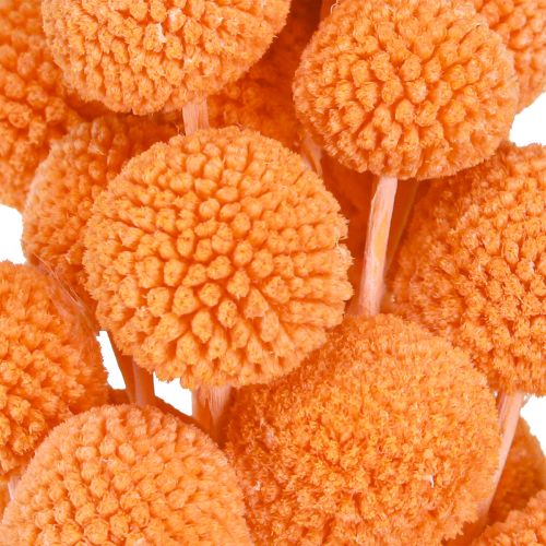 Product Craspedia bleached dried flowers orange decoration 50-55cm 20pcs