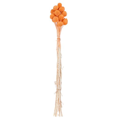 Product Craspedia bleached dried flowers orange decoration 50-55cm 20pcs
