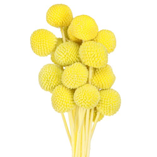 Craspedia yellow-green dried flowers for DIY decoration 50-55cm 20pcs