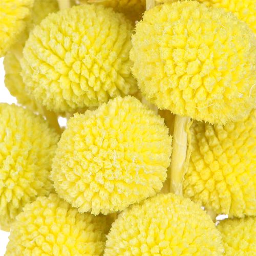Product Craspedia yellow-green dried flowers for DIY decoration 50-55cm 20pcs