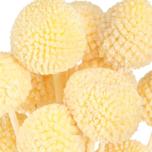 Product Craspedia Dried Flowers Cream Decoration 20 pcs 50-55cm