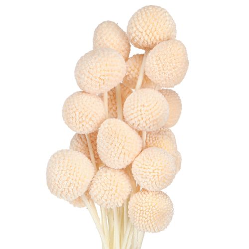 Product Craspedia Peach Dried Flowers Drumsticks 20pcs 50-55cm