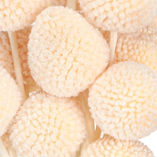 Product Craspedia Peach Dried Flowers Drumsticks 20pcs 50-55cm