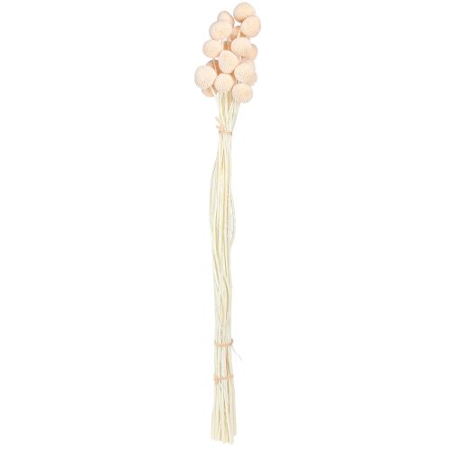 Product Craspedia Peach Dried Flowers Drumsticks 20pcs 50-55cm
