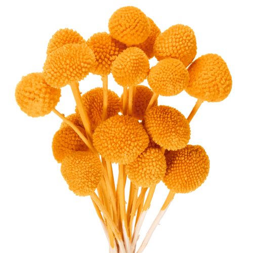 Craspedia dried flower bouquet 55cm 20pcs buy online | Floristik24.ie