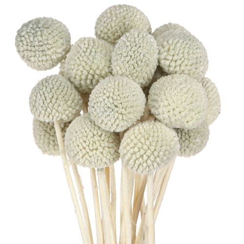 Floristik24 Billy Buttons Craspedia Dried Flowers Grey 50-55cm 20pcs
