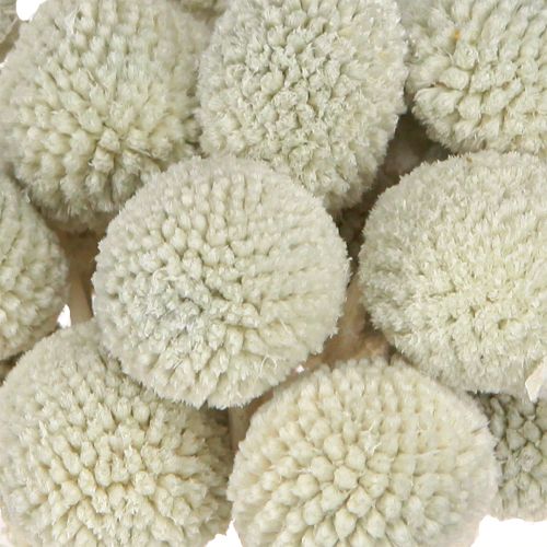 Floristik24 Billy Buttons Craspedia Dried Flowers Grey 50-55cm 20pcs