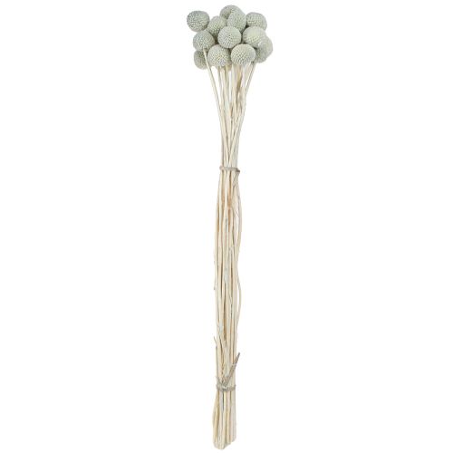 Floristik24 Billy Buttons Craspedia Dried Flowers Grey 50-55cm 20pcs