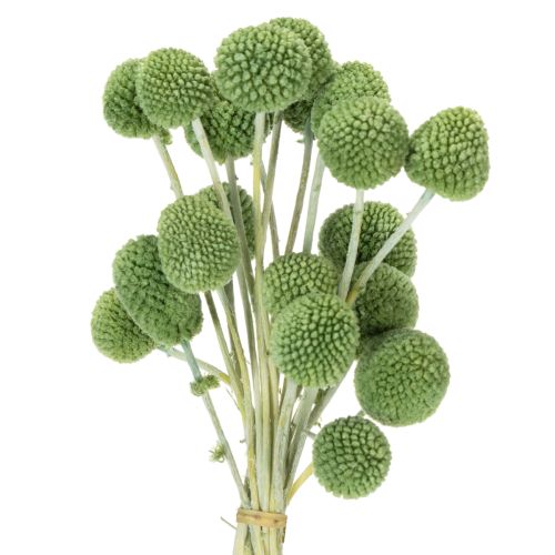 Floristik24 Dried Craspedia flower balls for stylish autumn decorations, 55cm, 20 pieces