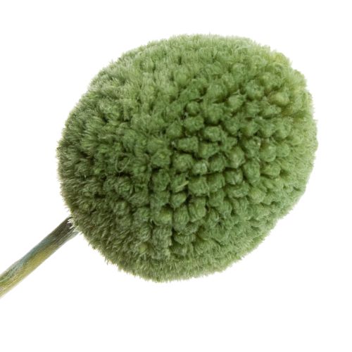 Product Dried Craspedia flower balls for stylish autumn decorations, 55cm, 20 pieces